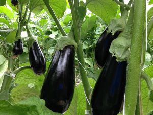 Eggplant Crop 2014.jpg
