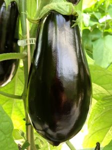 Large Eggplant 2014.jpg